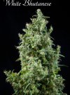 White Bhutanese (Феминизированные)