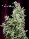 White Magic (Феминизированные)