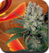 Syrup (Автоцветущие феминизированные)