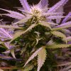 Lemon OG Haze (Автоцветущие феминизированные)