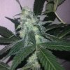 Swiss Cheese (Автоцветущие феминизированные)