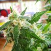 Auto AK-48 (Автоцветущие феминизированные)