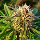 Blue Mystic (Автоцветущие феминизированные)