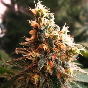 Семена Nirvana Seeds Jock Horror (Автоцветущие феминизированные)