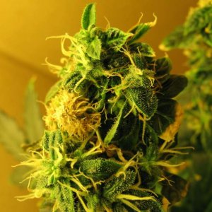 Семена Nirvana Seeds Northern Lights (Автоцветущие феминизированные)