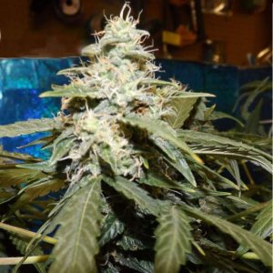 Семена Nirvana Seeds Short Rider (Автоцветущие феминизированные)