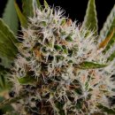 Nirvana Seeds Lithium OG Kush (Феминизированные)