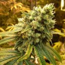 Nirvana Seeds Sour Diesel (Феминизированные)