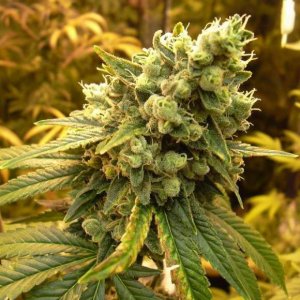Семена Nirvana Seeds Sour Diesel (Феминизированные)