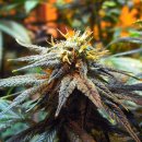 Nirvana Seeds Mango Skunk (Обычные)