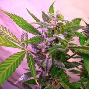 Семена Nirvana Seeds Blue Mystic (Обычные)