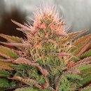 Nirvana Seeds Bubblelicious (Обычные)