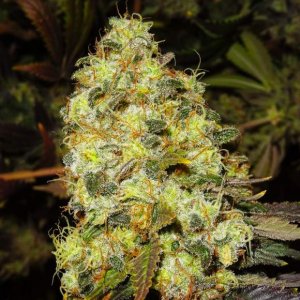 Семена Nirvana Seeds Ice (Феминизированные)