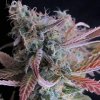Raspberry Cough (Феминизированные)