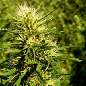 Семена Nirvana Seeds Super Skunk (Обычные)