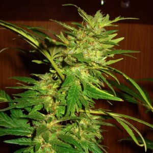 Семена Nirvana Seeds Swiss Cheese (Феминизированные)