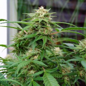 Семена Nirvana Seeds White Rhino (Обычные)