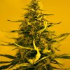 White Widow (Феминизированные)