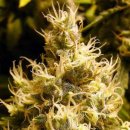 Nirvana Seeds Wonder Woman (Феминизированные)
