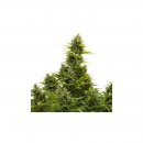 Buddha Seeds Medikit Auto (Автоцветущие феминизированные)