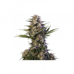 Семена Buddha Seeds Kraken (Феминизированные)
