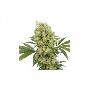 Семена Buddha Seeds Medikit (Феминизированные)