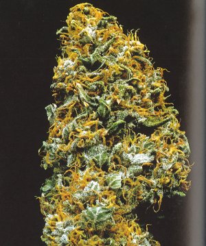 Семена KC Brains Cristal Paradise <sup>®</sup> (Обычные)