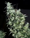 KC Brains Haze Special <sup>®</sup> (Обычные)
