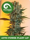 Kiwi Seeds Auto Power Plant AF (Автоцветущие феминизированные)
