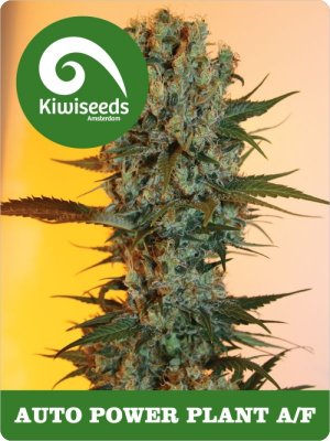 Семена Kiwi Seeds Auto Power Plant AF (Автоцветущие феминизированные)