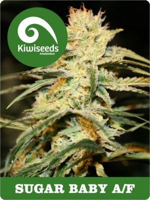 Семена Kiwi Seeds Sugar Baby AF (Автоцветущие феминизированные)