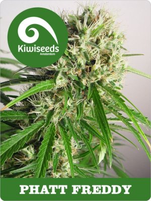 Семена Kiwi Seeds Phatt Freddy (Обычные)