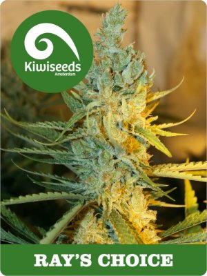 Семена Kiwi Seeds Rays’s Choice (Обычные)