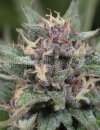 Bluehell Auto (Автоцветущие феминизированные)