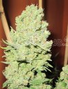 Medical Seeds Channel + (Феминизированные)
