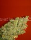 Jack La Mota (Феминизированные)