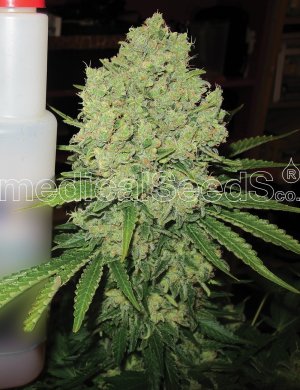 Семена Medical Seeds Prozack (Феминизированные)