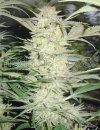 White Widow (Феминизированные)