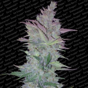 Семена Paradise Seeds Vertigo (Автоцветущие феминизированные)