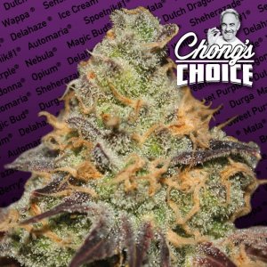 Семена Paradise Seeds Blue Kush Berry (Феминизированные)