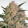 Nebula ll CBD (Феминизированные)