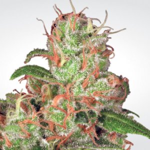 Семена Paradise Seeds Auto Acid (Автоцветущие феминизированные)