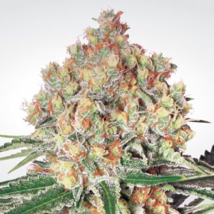 Семена Paradise Seeds Auto Wappa (Автоцветущие феминизированные)
