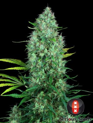Семена Serious Seeds Serious 6 (Обычные)