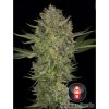 Serious Kush (Феминизированные)