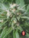 Serious Seeds Biddy Early (Обычные)