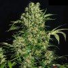 Chronic (Обычные)