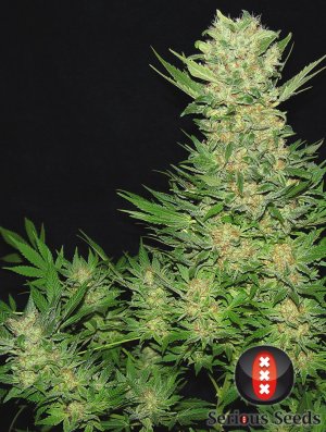 Семена Serious Seeds Double Dutch (Обычные)
