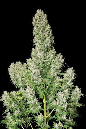 Семена Serious Seeds White Russian