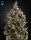 Green House Seed Co. Big Bang Auto (Автоцветущие феминизированные)